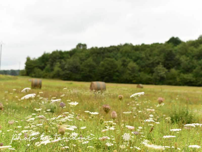 フランス南西部の干し草ロールが見える風景